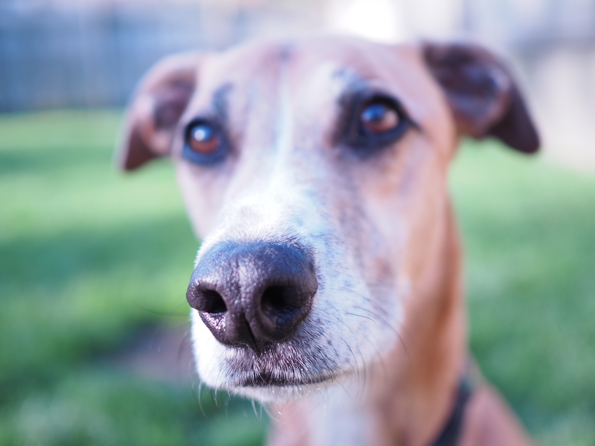 gover-valley-kennels-cattery-pet-boarding-daycare