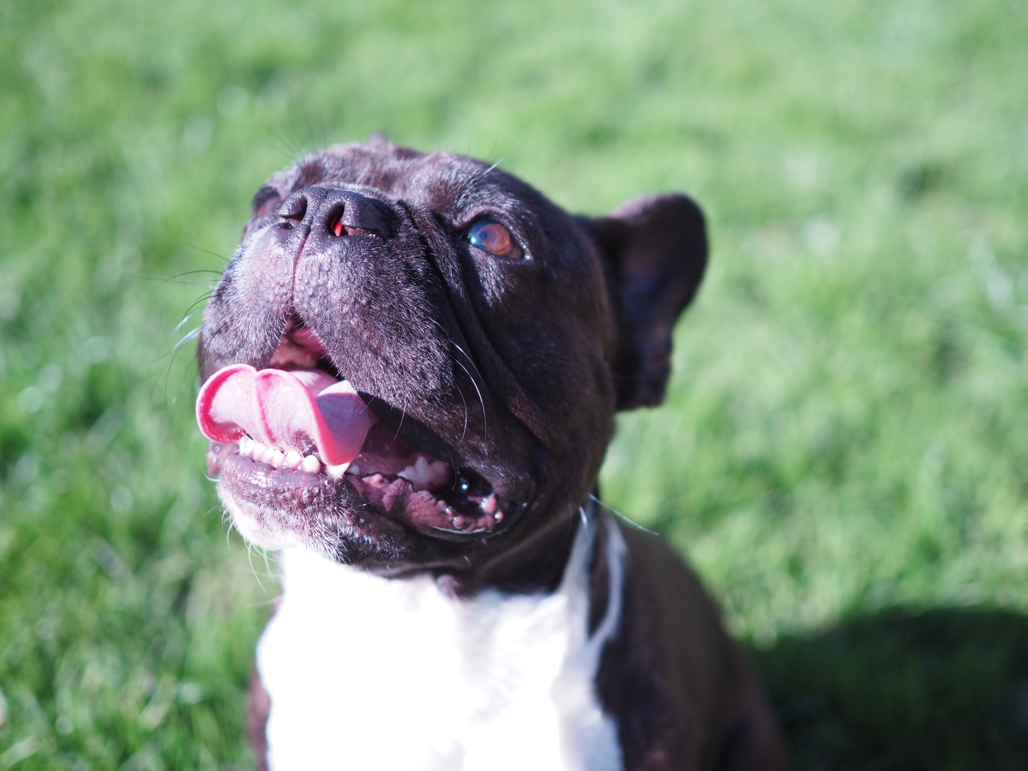 gallery-gover-valley-kennels-cattery