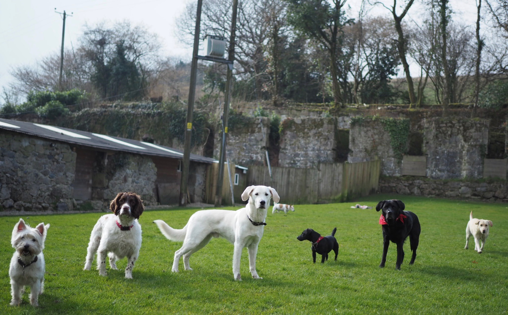 gallery-gover-valley-kennels-cattery